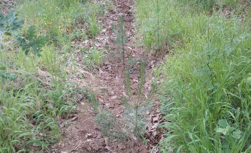 ДГС Ново Паничарево полагат ежегодни грижи за отглеждането на три изкуствено засадени горски култури 