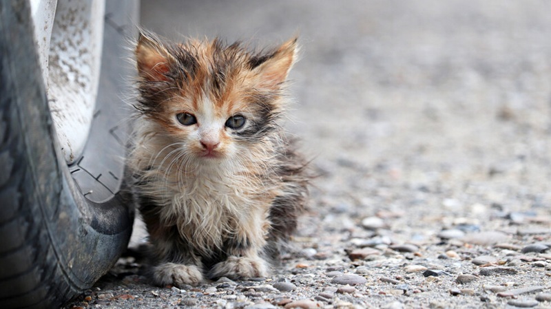 Глобиха грък с 1,7 милиона евро заради жестокост към животни
