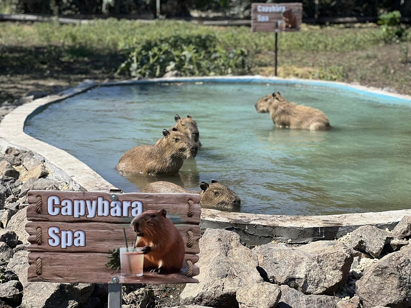 Със система за дъжд разхлаждат животните в Зоопарк Бургас в жегите 