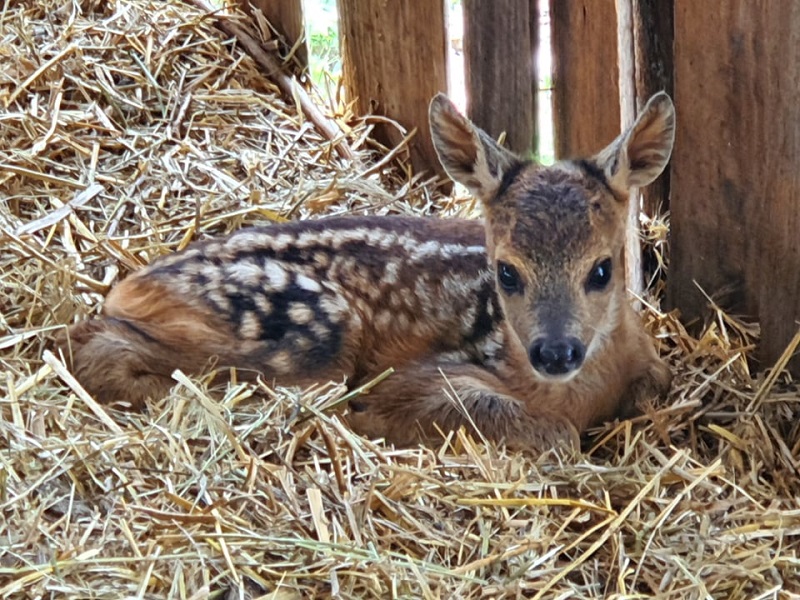 Две нови бебета в Зоопарк Бургас
