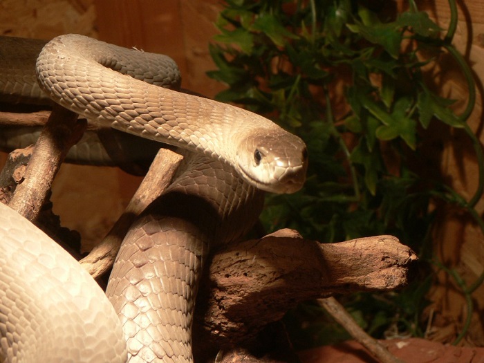Забавна херпетология показва животът на змиите