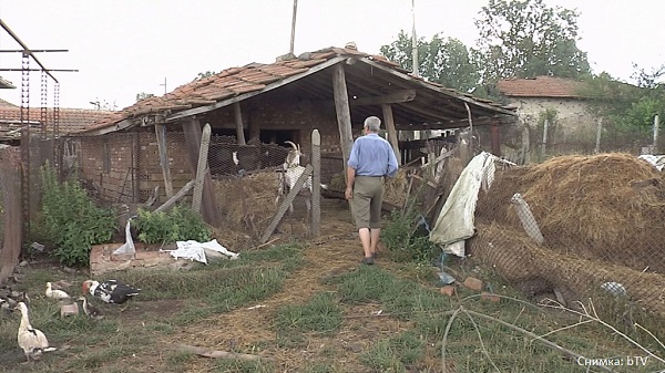 Взимат нови проби за чума от оцелелите животни в Болярово