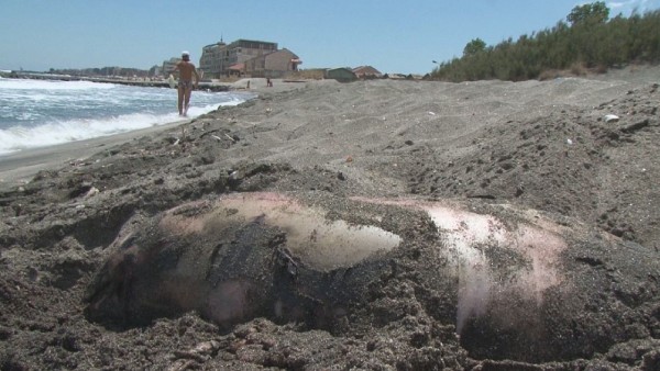 Над 100 мъртви делфина за 7 месеца