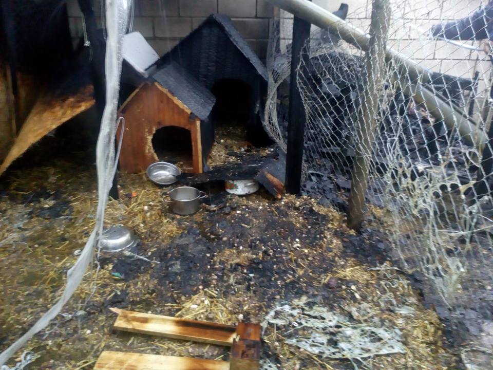 Подпалиха кучкарник на Animal Hope, кучета изгоряха живи