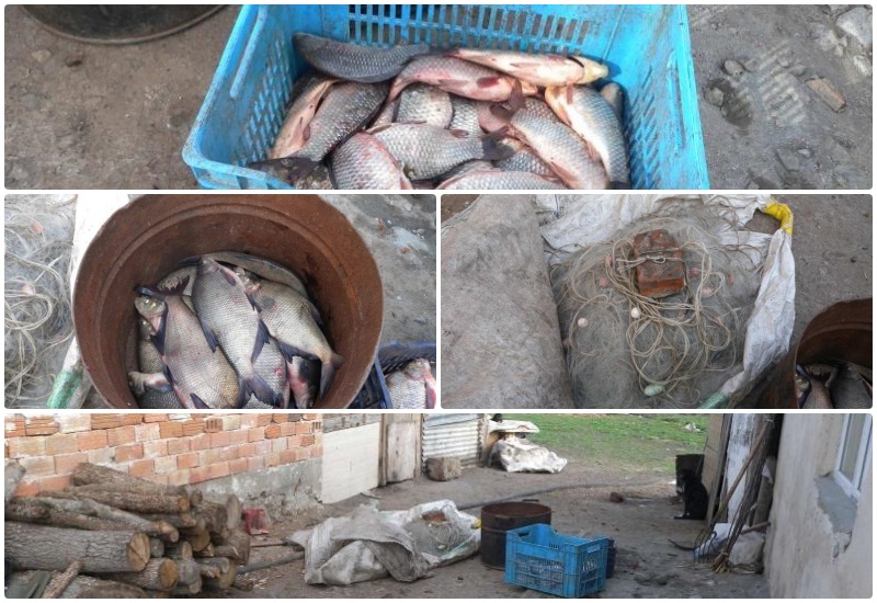 Откриха 50 кг. риба в дома на бракониер от Дебелт