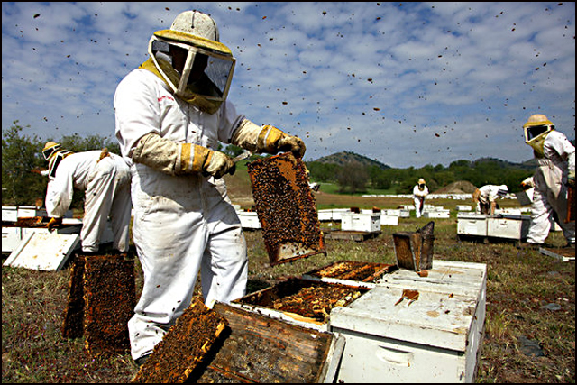 Пазете пчелите в Айтос – ще пръскат с препарати