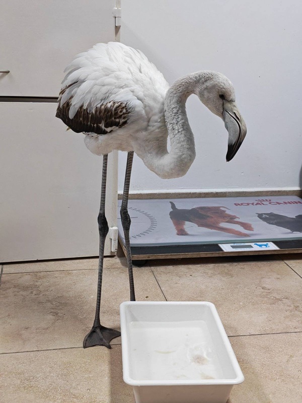 Спасителна акция на изгубено фламинго край Бургас