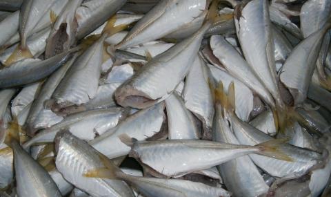 Черно море завря от риба, цените паднаха