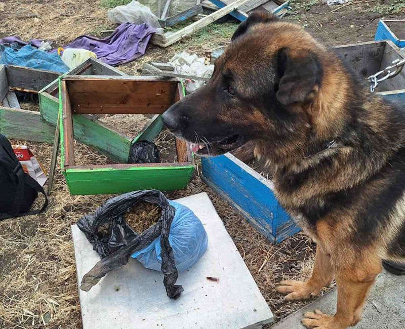 Полицейското куче Бим откри килограм канабис край карнобатско село
