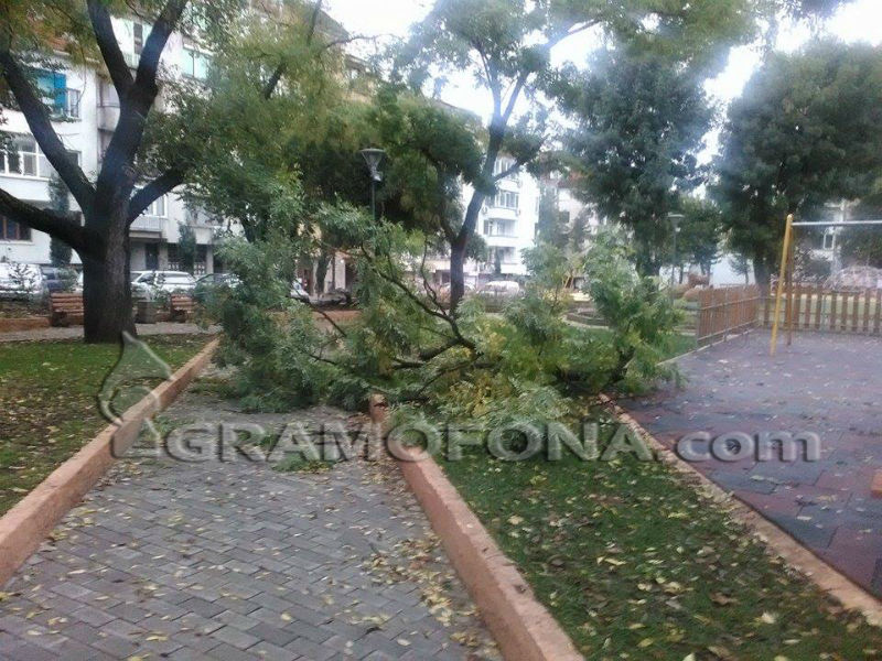 За четвърти път този месец: В Борисовата градинка отново падат огромни клони