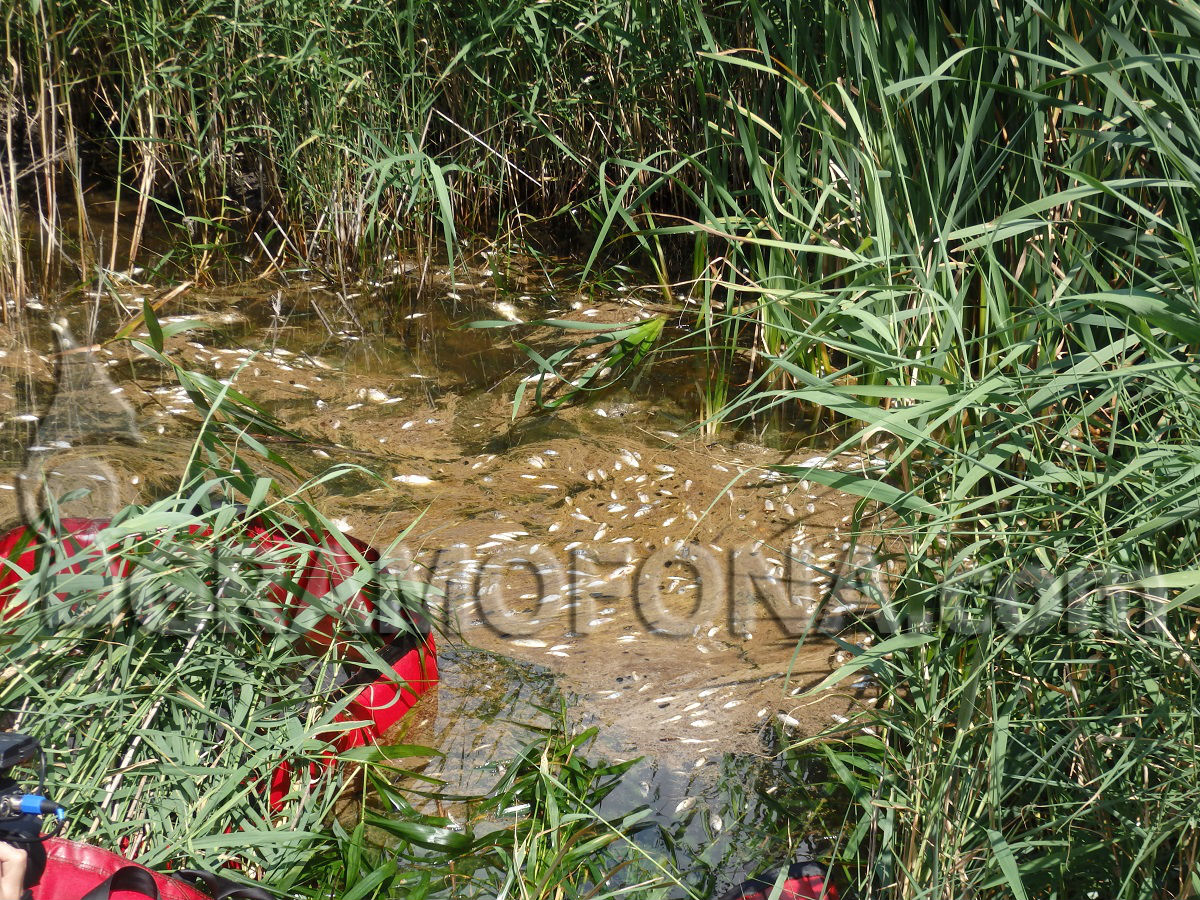 Нова система ще следи за петролни петна в Черно море