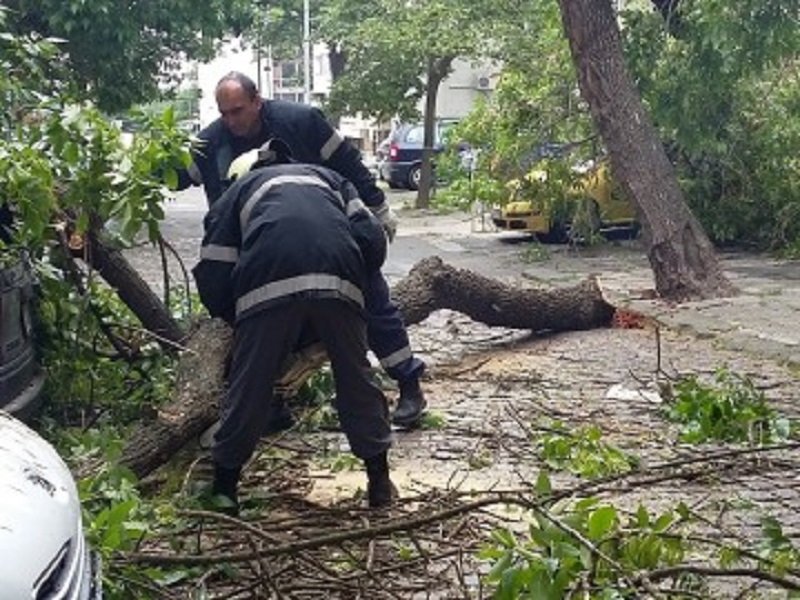 Община Бургас подменя старите и болни  дървета по улица Пробуда