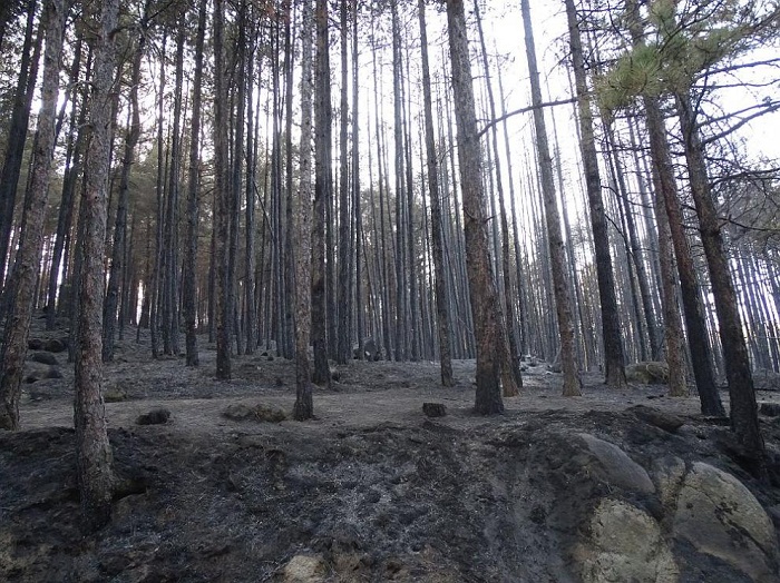 Екокатастрофа в Пирин: Половин век ще се възстановява опожарената гора край Кресна