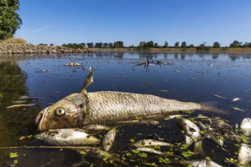 Отровно водорасло причини масов мор по рибата в река