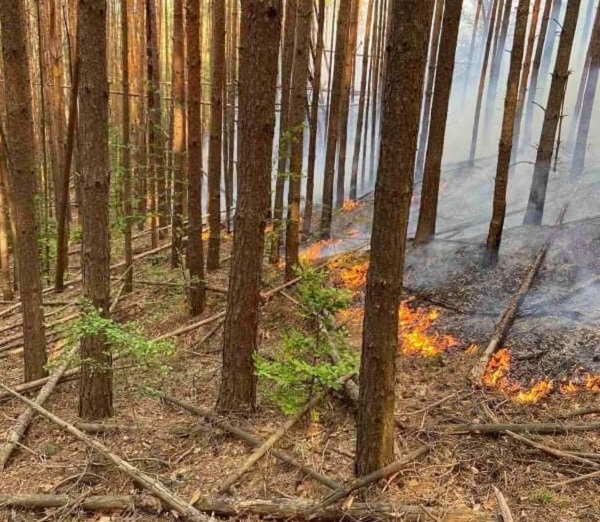 Югоизточно държавно предприятие - Сливен призовава да пазим горите от пожари
