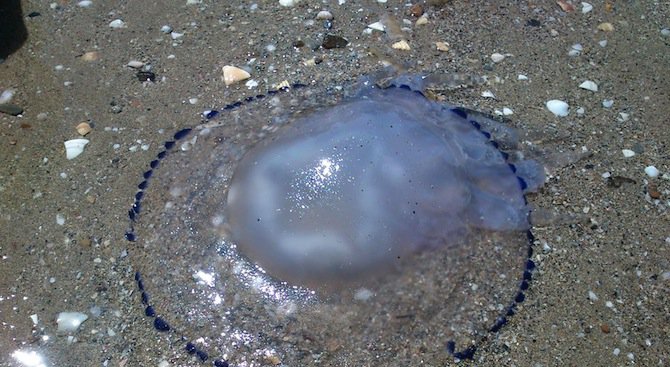Нашествие на медузи по Южното Черноморие