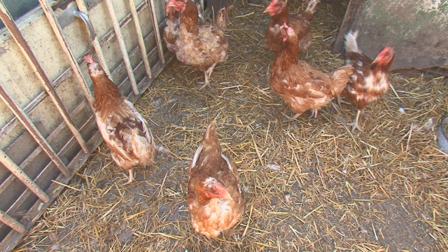 Птичи грип в Асеновград, умъртвяват 72 000 животни