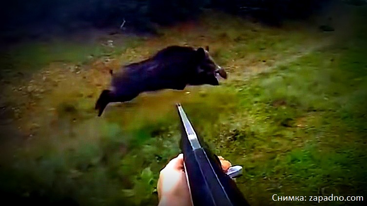 Ловците в Странджа ще бойкотират груповия лов на дива свиня