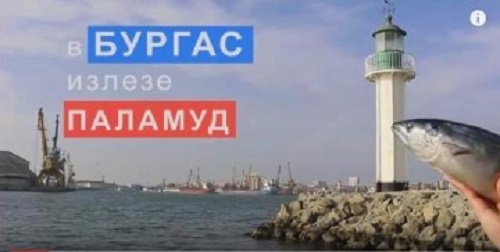 Следвай паламуда