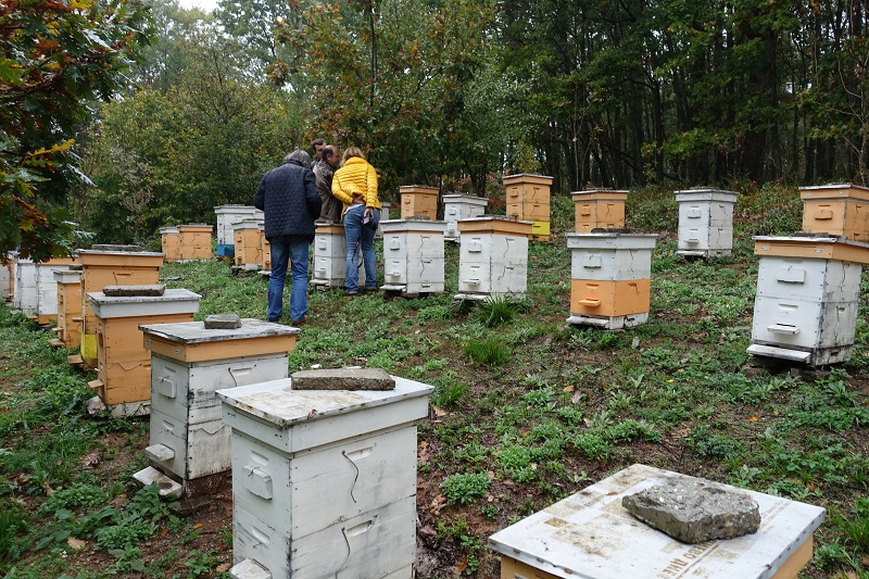Правят пчелин в горите край Голямо Буково