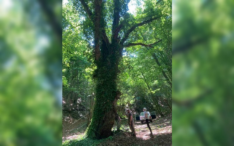 Обявяват за защитени пет вековни дървета в Странджа