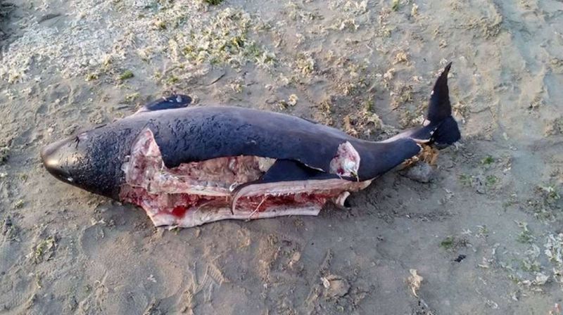 Разфасовани делфини изплуваха между Ахелой и Поморие