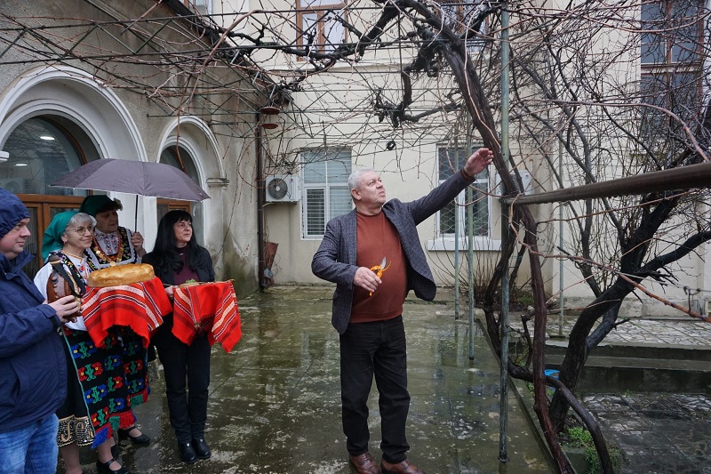 Зарязаха лозите в Средец 