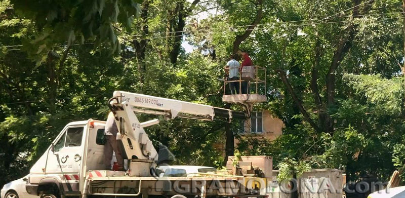 Спешно подрязват клоните на стари дървета