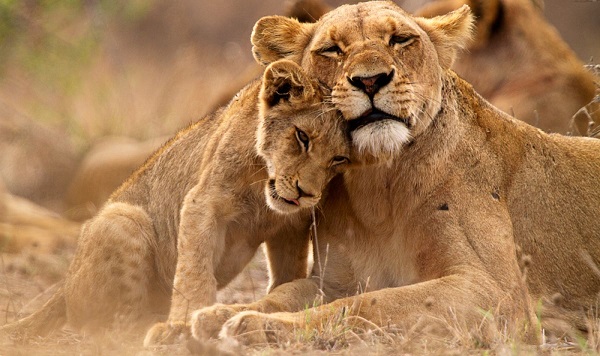 30 лъва избягаха от резерват в Судан
