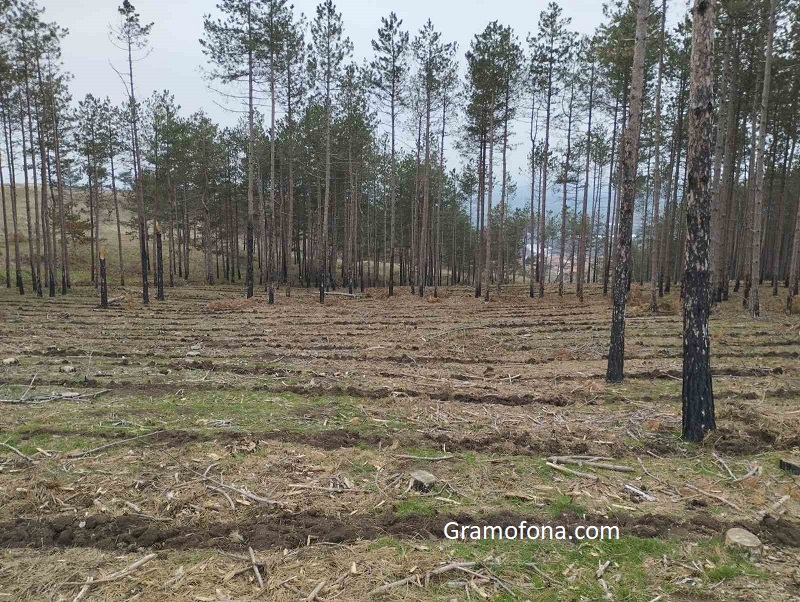 Горски залесяват 50 декара гора в Сини рид и Чукарка