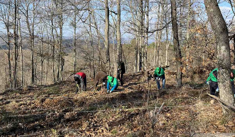 24 декара нова гора ще расте край Малко Търново 