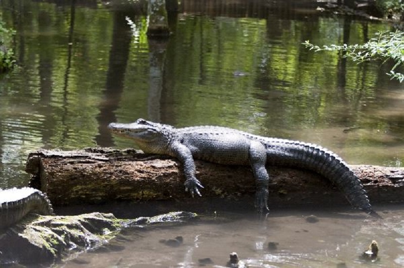 Алигатор завлече момченце край езеро във Флорида