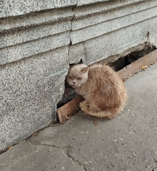 Бургаски полицаи спасиха бедстващо коте (видео)