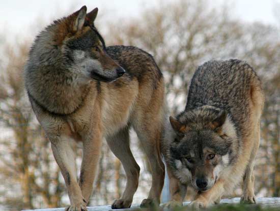 Вълци нападат прасета и крави в Странджа