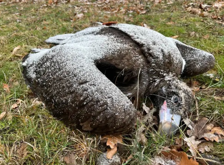 Смъртоносни отрови край Котел: загинали са четири картала и белоглав лешояд