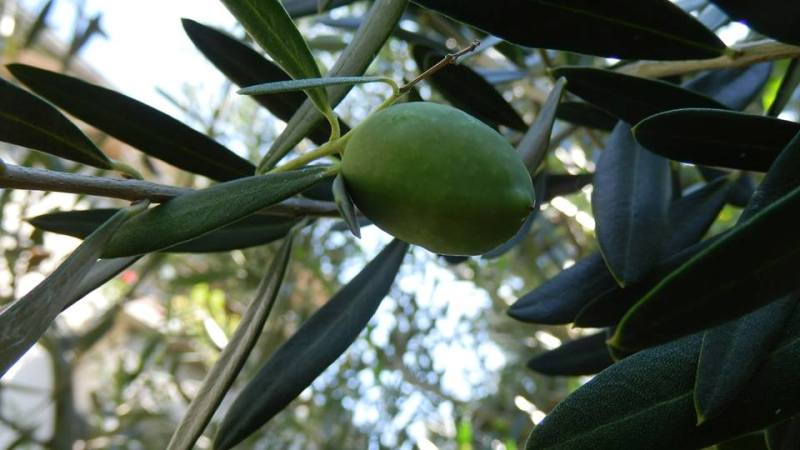 Мария Ценова се похвали с първа маслинова реколта