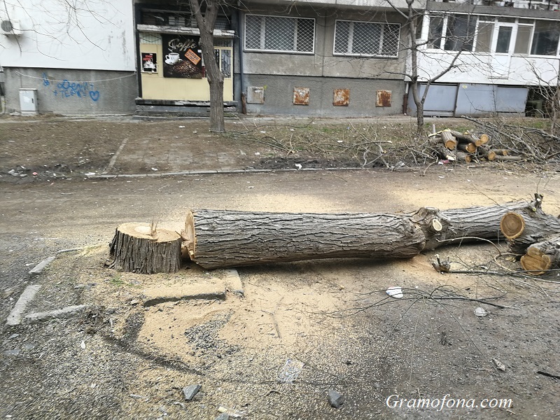 Община Бургас: Ще има нови дървета в „Братя Миладинови“