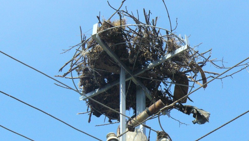 Eлектроразпределение Юг ще обезопасява щъркелови гнезда до 2021 година