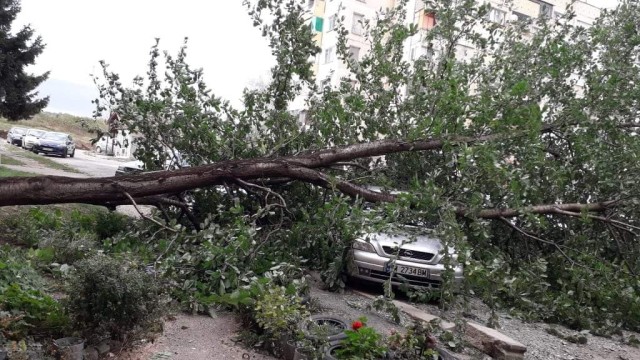 Силният вятър събори дървета в Монтана 