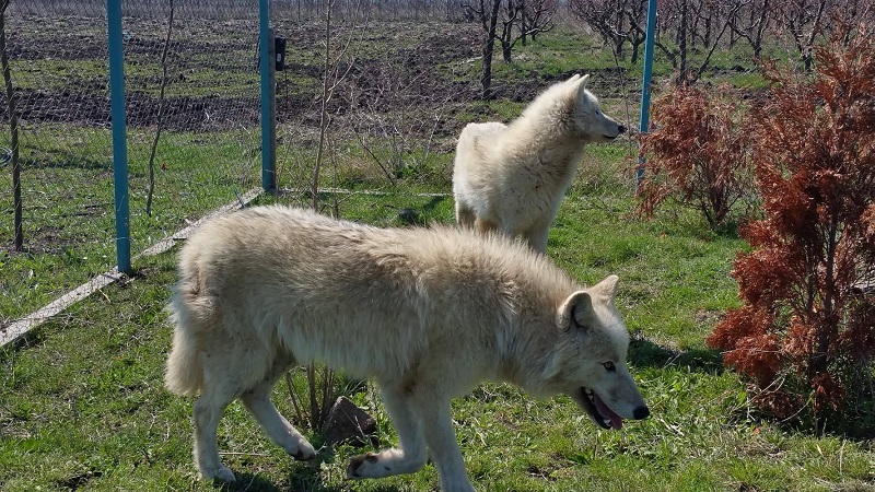 Бели вълци с жълти очи има в Бургас