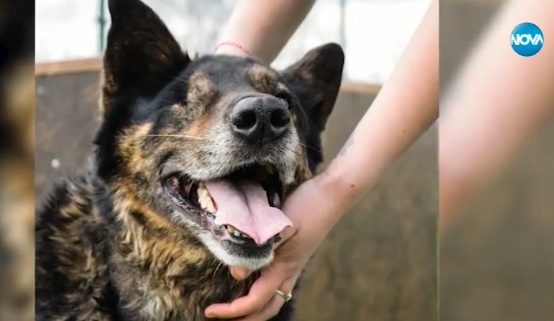 7 месеца условно за брутално пребито домашно куче