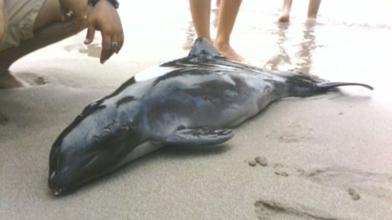 Летовници се бориха за живота на делфинче в Ахтопол