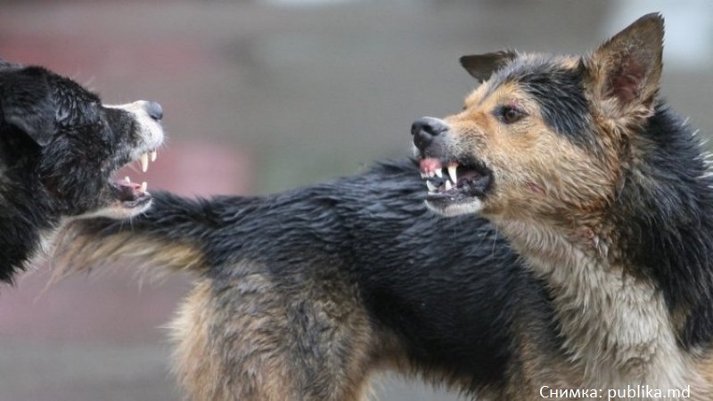 Кучета убиха стопанина си в Сливенско