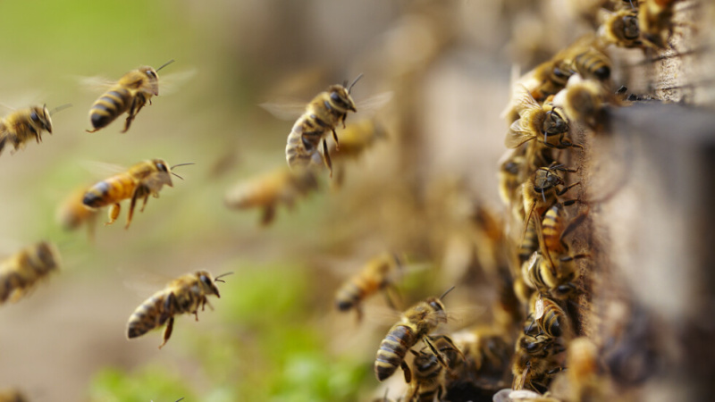 5 млн. пчели изпаднаха от камион и предизвикаха хаос