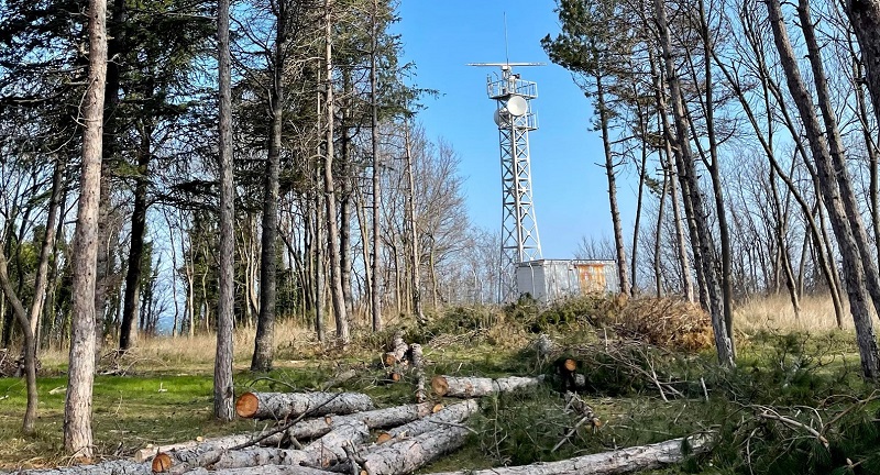 Изсичат борове в Морската градина на Царево, ето защо