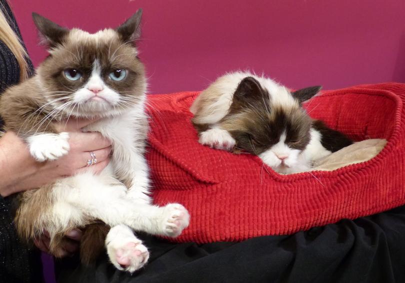 Най-известната сърдита котка в интернет почина 