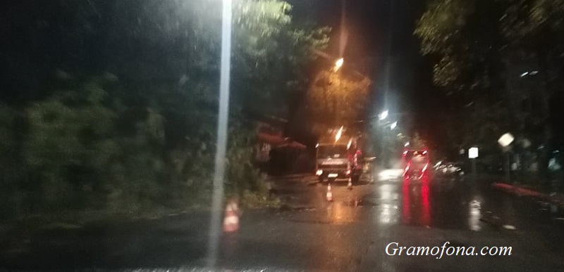 Дърво падна на бургаски булевард