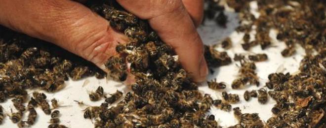 Невиждан от половин век мор по пчелите в Странджа