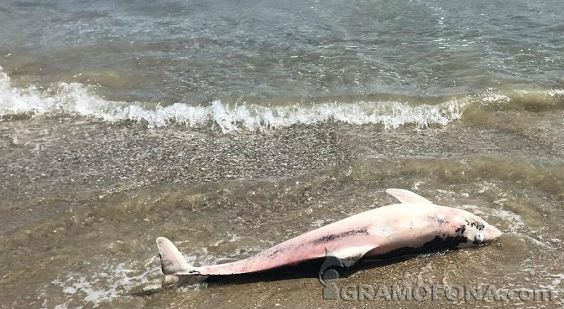 Замразиха  труп на делфин, изхвърлен от морето край Созопол 