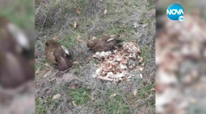 Смъртоносни примамки убиват животни край Черноморец
